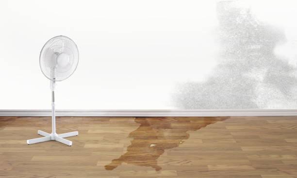 Best Basement water damage restoration  in Olney, TX