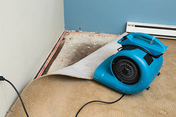 Best Mold removal after water damage  in Olney, TX